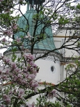 Wieża i magnolie. Baranów Sandomierski