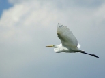 Czapla biała Egretta alba