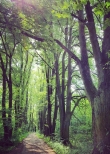 Lasy Młochowskie - najpiękniejsza aleja drzew w okolicach Warszawy