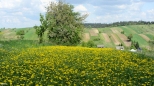wiosenne pola w Sochach na Roztoczu