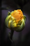 . . . wiosennie z ogródka - tulipan lodowy