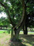 Drzewa w Parku Miejskim