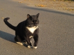 Czarny kot na drodze