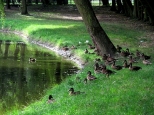 Kaczki w parku