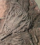 Liliowiec skamielina z przed 300000 lat