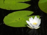 Lilia wodna - grzybień biały