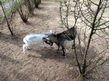 Dwie kozy