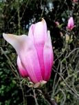 Gdy kwitnie magnolia