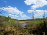 Rezerwat przyrody Macierowe Bagno