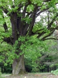Pomnikowe drzewo w pobliżu kaplicy w Nalepach