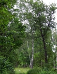 Las w okolicy Nalep