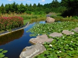 Lilie wodne w Ogrodzie Botanicznym w Powsinie