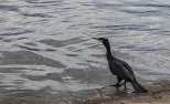 kormoran zwyczajny nad Bałtykiem