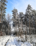 Zimowy spacer po lesie