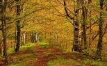 Ścieżka dydaktyczna i piękny las.
