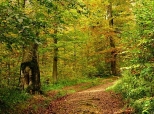 Ścieżka dydaktyczna, las