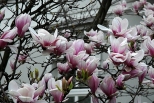 szlakiem kwitncej cieszyskiej magnolii i wzgrze zamkowe