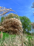Trawy na wietrze