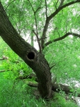 Drzewo z dziupl