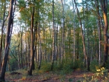 bukowy las