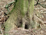 U podstawy drzewa
