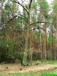 Funkcje lasu