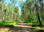 Mińskie lasy w maju