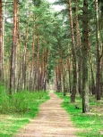 Fragment drogi leśnej