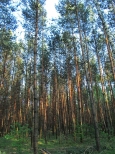 Las w Otoczynie