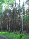 Brzozy na skraju lasu