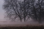 drzewa w mgle