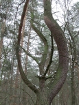 Drzewo - rzeźbą