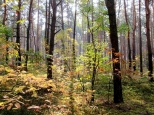 Jesień w podmiejskim lesie