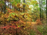 Różne barwy jesieni