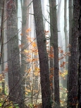 Mgła między drzewami