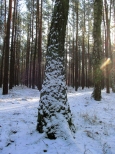 Przyprószony śniegiem pień drzewa