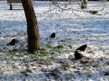 Ptaki zimą