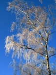 Bajkowy klimat na drzewie