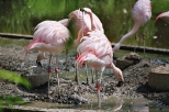 Warszawskie Zoo - flamingi