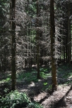 lasy w okolicach Udziejka / opuchowa