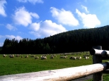 Okolice Zakopanego - owieczki