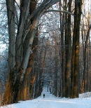 Las w Pieskowej Skale