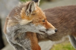 Babiogrski lis - zupenie nie wcieky za to bardzo godny