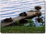 Kaczki dzikie na jeziorze