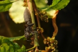 Kokon larwy ważki różnoskrzydłej. Nieznanowice