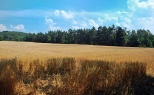 Jurajskie pola w okolicy Podlesic.