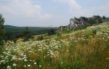 Krajobraz z okolic Mirowa.