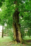 Magia drzewa - klon jesionolistny