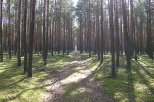 Las koło Józefowa