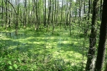 Widok ze cieki w lesie koo Lubockich
